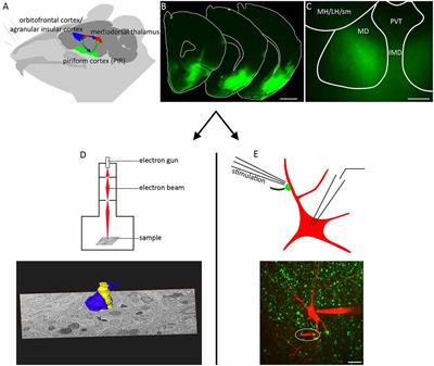 Ultrastructural and Functional Properties of a Giant Synapse Driving the Piriform Cortex to Mediodorsal Thalamus Projection